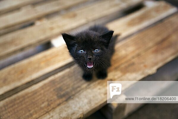 Schwarzes Katzenbaby mit blauen Augen  Blickkontakt  Streuner sitzt ängstlich auf einer Holzpalette und miaut  Marokko  Afrika