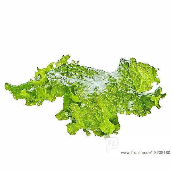 Frisches Salatblatt vor weißem Hintergrund