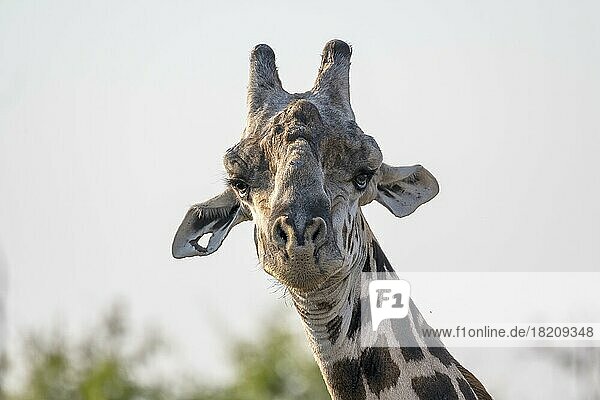 Thornicroft-Giraffe (Giraffa camelopardalis thornicrofti)  Tierportrait im Gegenlicht  Augenkontakt  South Luangwa  Sambia  Afrika