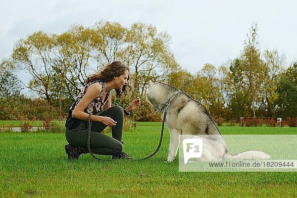 Mädchen spielt mit Husky-Hund im Stadtpark. Ausbildung des Hundes