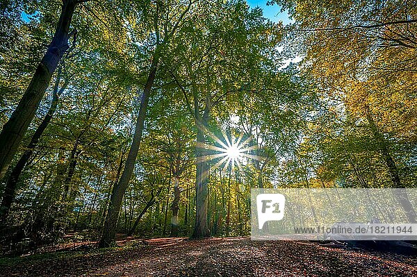 Ein Sonnenstern im bunt gefärbten Laubwald im Herbst  Hannover  Niedersachsen  Deutschland  Europa