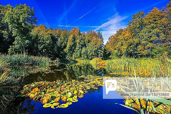 Ein kleiner Teich mit Seerosen und Schilf am Moorgarten im Herbst bei blauem Himmel  Hagenburg  Niedersachsen  Deutschland  Europa
