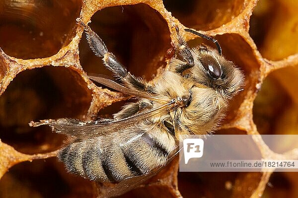 Honigbiene Drohne an Bienenwabe sitzend rechts sehend