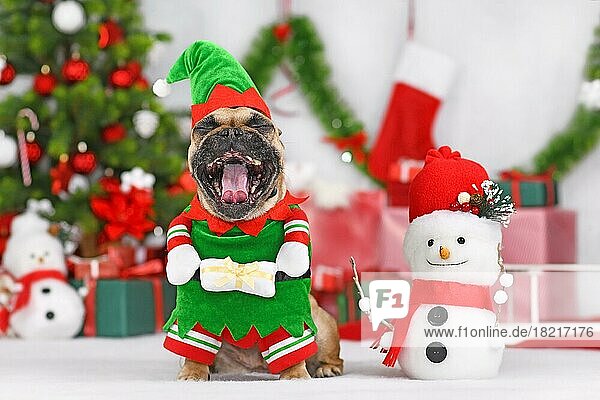Französische Bulldogge im Weihnachtselfenkostüm mit weit geöffnetem Maul