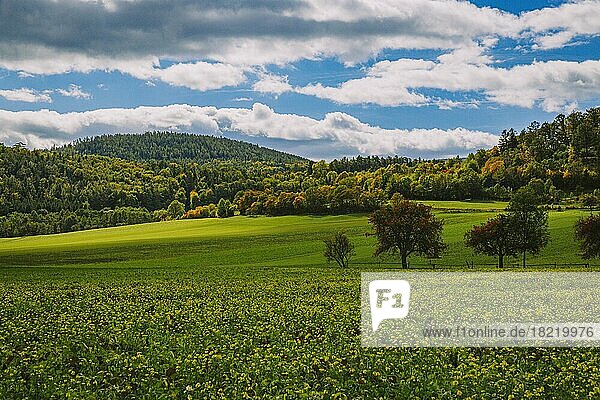 Herbstlandschaft mit Rapsfeld (Brassica napus)  Niederösterreich  Österreich  Europa