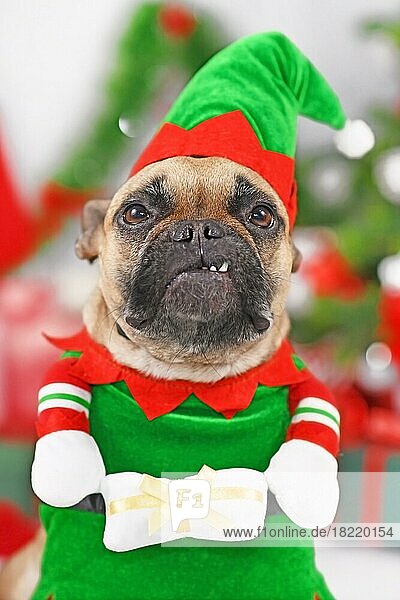 Porträt einer Französischen Bulldogge im Weihnachtselfenkostüm