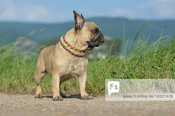 Französische Bulldogge mit rehbraunem Fell  die ein selbstgebasteltes Halsband aus Paracord-Schnüren trägt und vor einer Wiese steht