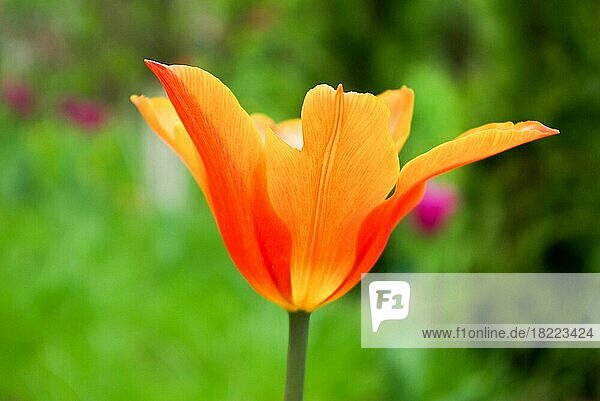 Schöne frische Tulpen in der Natur im Frühling