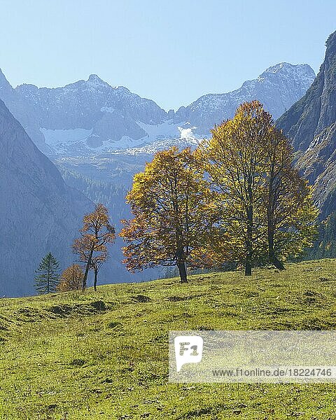 Herbstlich gefärbte Ahornbäume (Acer)  am Großen Ahornboden  Eng  Alpenpark Karwendel  Tirol  Österreich  Europa