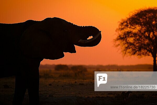 Afrikanischer Elefant (Loxodonta africana) in Nahaufnahme beim Trinken  Tiersilhouette vor orangefarbenem Himmelshintergrund. Nxai Pan  Botswana  Afrika