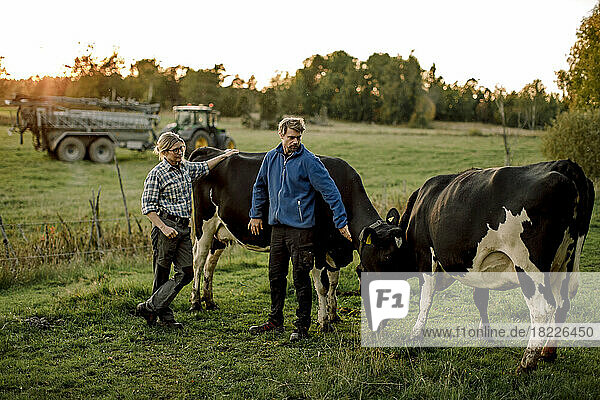 Ältere Bauern mit Kühen  die bei Sonnenuntergang auf dem Feld grasen