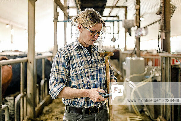 Landwirt mit Smartphone und Hammer auf einem Rinderhof