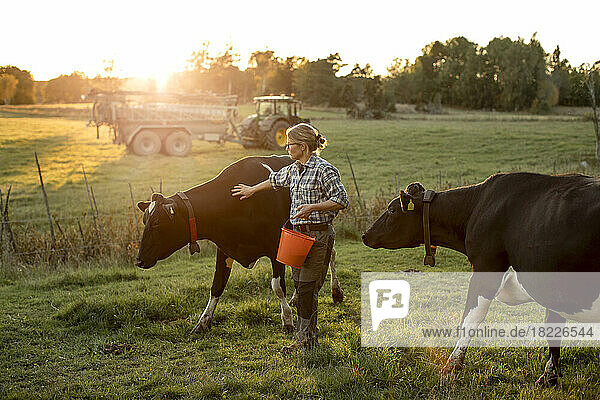 Female farmer with cows on field at sunset
