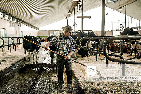 Female farmer cleaning with shovel in dairy farm