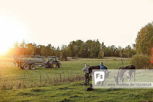 Farmers with dog and cows on field during sunset
