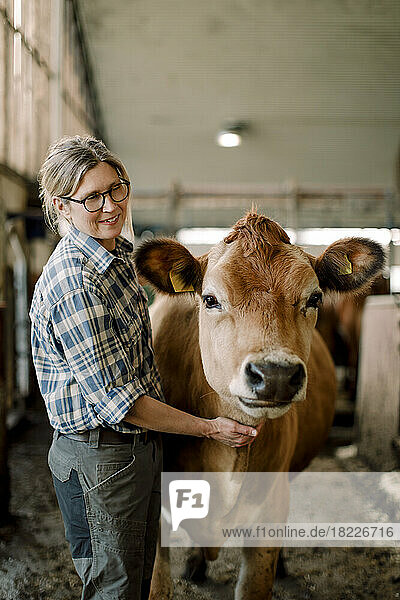 Glücklicher reifer Bauer mit Kuh auf einer Rinderfarm