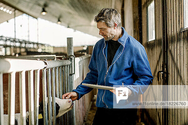Farmer standing with tablet PC and stroking calf at cattle farm