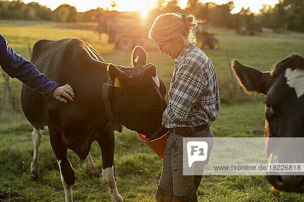 Bäuerin füttert Kühe auf dem Feld bei Sonnenuntergang