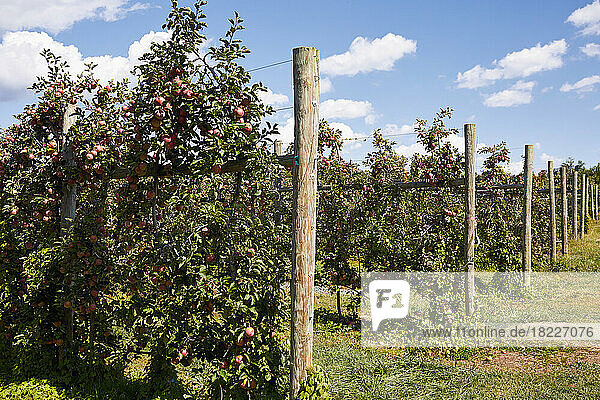 Rows of apple trees in orchard