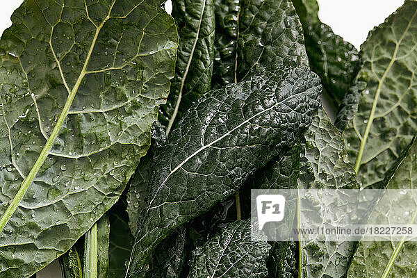 Close-up of green kale leaves