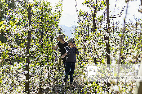 Teenage girl (16-17) with brother (8-9) walking between vines growing in vineyard