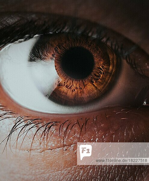 Macro Photo of a Human Brown Eye Close Up