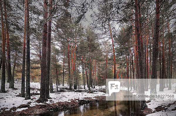 Winter forest of pines with snow and calm river