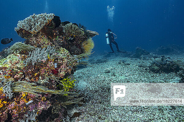 Diver exploring the coral reefs at Komodo / Indonesia