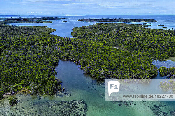 Aerial view of mangrove forest  Banyak  Indonesia