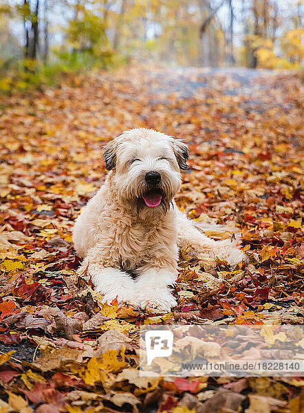 Cute fluffy wheaten terrier dog laying on fallen leaves in autumn.