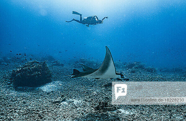 diver photographing a manta ray close to Flores Island in Komodo