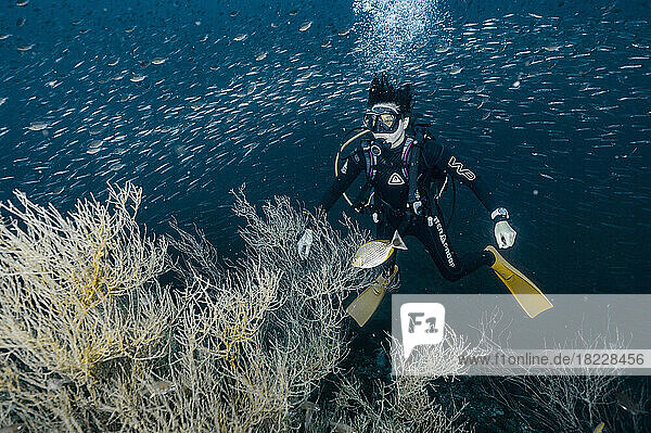 diver exploring the ocean close to Chumphon in the gulf of Thailand