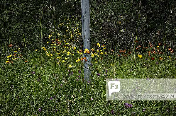 Colorful wildflowers growing in meadow