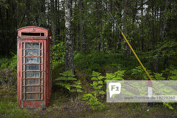 UK  Scotland  Abandoned red telephone booth in forest