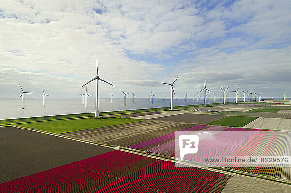 Netherlands  Urk  Tulip fields and wind turbines in polder bordering IJsselmeer