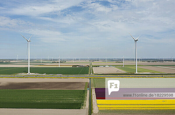 Netherlands  Emmeloord  Wind turbines and tulip fields