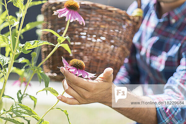 Man with basket picking flowers