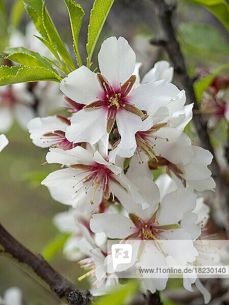 Fresh white almond blossom on branch of tree