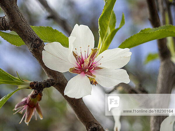 Weiße Mandelblüte auf einem Ast eines Baumes