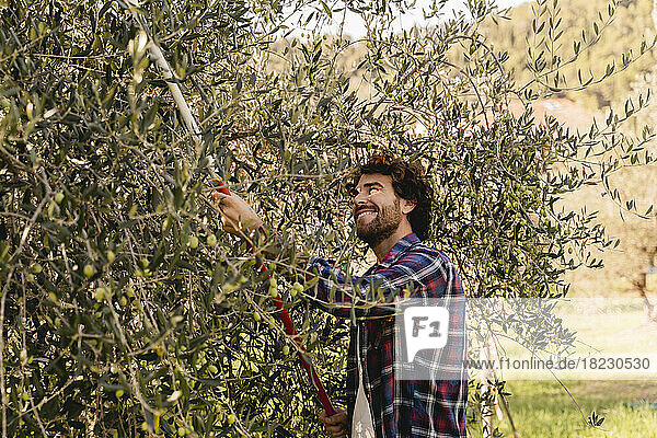 Lächelnder Mann pflückt Oliven mit Gartengerät vom Baum