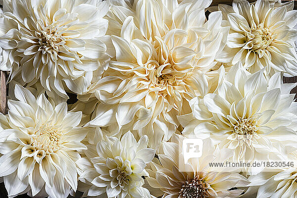 Full frame of blooming dahlias of Cafe Au Lait variety