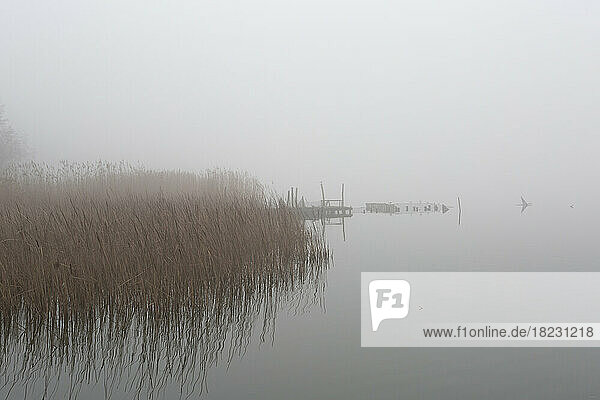 Reeds growing on shore of foggy lake