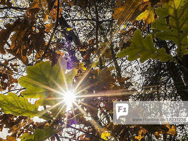 Sun shining through autumn leaves