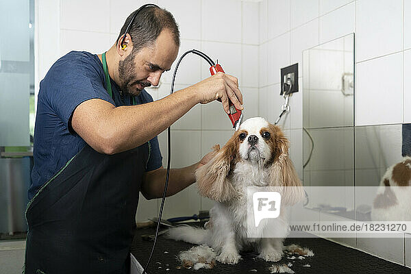 Veterinarian cutting dogs hair with equipment at clinic