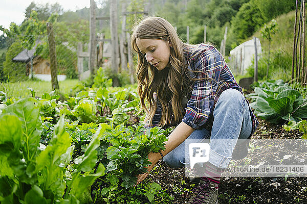 Young woman planting leaf vegetable in garden