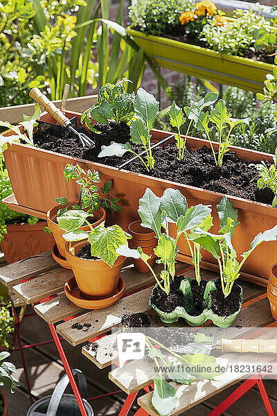 Planting of vegetables in balcony garden