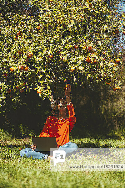 Happy mature woman sitting with laptop and picking orange fruits from tree