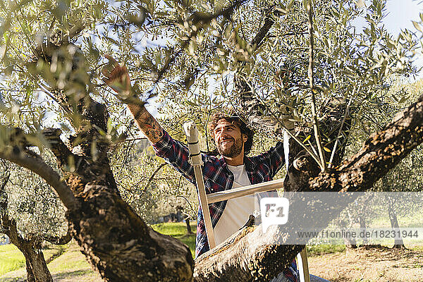 Happy man on ladder reaching out for branch of tree