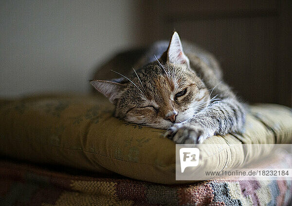 Porträt einer Katze  die sich auf einem Kissen entspannt
