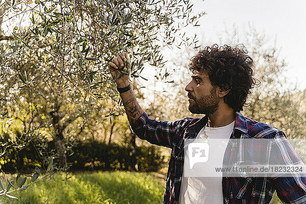 Mann untersucht Olivenbaumzweig
